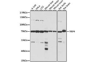 Western blot analysis of extracts of various cell lines, using TRIP4 antibody (ABIN6291665) at 1:1000 dilution. (TRIP4 anticorps)