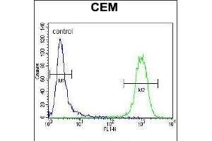 Flow cytometric analysis of CEM cells (right histogram) compared to a negative control cell (left histogram). (ATF3 anticorps  (C-Term))