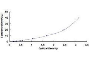 ELISA image for Membrane Protein, Palmitoylated 2 (MAGUK P55 Subfamily Member 2) (MPP2) ELISA Kit (ABIN416212)