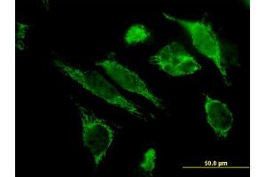 Immunofluorescence of monoclonal antibody to HSPE1 on HeLa cell.