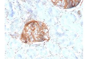 Formalin-fixed, paraffin-embedded human Kidney stained with MTAP Recombinant Mouse Monoclonal Antibody (rMTAP/1813). (Recombinant MTAP anticorps  (AA 97-196))