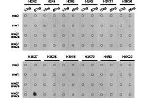 Dot-blot analysis of all sorts of methylation peptides using H3K27me3 antibody. (Histone 3 anticorps  (H3K27me3))