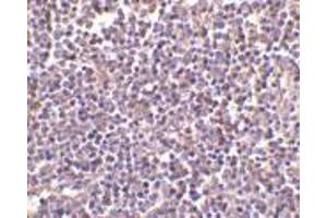 Immunohistochemistry of AIM in human lymph node tissue with AIM antibody at 2 μg/ml. (CD5L anticorps  (N-Term))