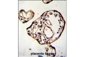 D2 Antibody (C-term) (ABIN655413 and ABIN2844958) immunohistochemistry analysis in formalin fixed and paraffin embedded human placenta tissue followed by peroxidase conjugation of the secondary antibody and DAB staining. (PM20D2 anticorps  (C-Term))