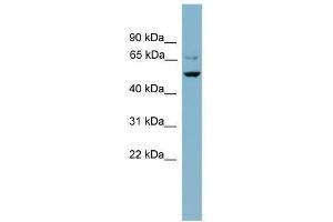 Western Blot showing ANGPTL3 antibody used at a concentration of 1-2 ug/ml to detect its target protein.