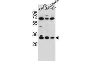 Western Blotting (WB) image for anti-Olfactory Receptor, Family 2, Subfamily T, Member 3 (OR2T3) antibody (ABIN2996437) (OR2T3 anticorps)