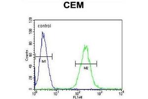 ZNF667 Antibody (Center) flow cytometric analysis of CEM cells (right histogram) compared to a negative control cell (left histogram). (ZNF667 anticorps  (Middle Region))