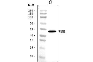 Western blot analysis of WNT8B using anti-WNT8B antibody (ABIN7600580).
