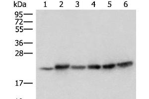 Western blot analysis of Mouse skeletal muscle tissue Mouse kidney tissue PC-3 Jurkat HepG2 and Hela cell lysates using ATP5PD Polyclonal Antibody at dilution of 1:300