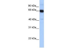 WB Suggested Anti-PRKAA1 Antibody Titration: 0. (PRKAA1 anticorps  (N-Term))