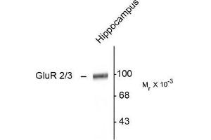 Image no. 1 for anti-Glutamate Receptor, Ionotropic, AMPA 2 (GRIA2) (C-Term) antibody (ABIN372655) (GRIA2 anticorps  (C-Term))
