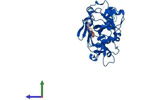 AlphaFold protein structure predicition of Mouse Recombinant Fahd2 Protein, UniprotID Q3TC72