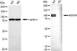 Western blotting analysis using NEDD9 antibody (ABIN7799575).