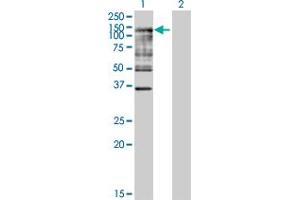 Western Blot analysis of UBA7 expression in transfected 293T cell line by UBA7 MaxPab polyclonal antibody. (UBA7 anticorps  (AA 1-1012))