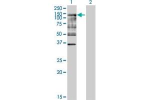 Western Blot analysis of UBA7 expression in transfected 293T cell line by UBA7 MaxPab polyclonal antibody.