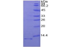 SDS-PAGE of Protein Standard from the Kit  (Highly purified E.