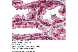 Immunohistochemistry with Human Prostate lysate tissue at an antibody concentration of 5.