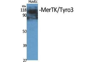 Western Blot (WB) analysis of specific cells using MerTK/Tyro3 Polyclonal Antibody. (MerTK/Tyro3 anticorps  (Ser1181))