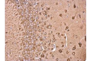 IHC-P Image EEF1A2 antibody detects EEF1A2 protein at cytosol on mouse fore brain by immunohistochemical analysis. (EEF1A2 anticorps)