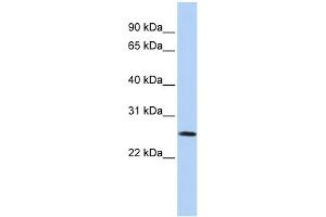 WB Suggested Anti-VGLL1 Antibody Titration: 0. (VGLL1 anticorps  (Middle Region))