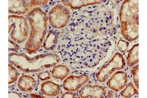 Immunohistochemistry of paraffin-embedded human kidney tissue using ABIN7162567 at dilution of 1:100 (PNLIPRP2 anticorps  (AA 305-460))