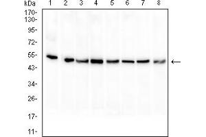Western blot analysis using PAX8 mouse mAb against HL-60 (1), HEK293 (2), Raji (3), Hela (4), Jurkat (5), A431 (6), A549 (7), and K562 (8) cell lysate.