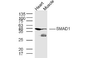 Line 1, mouse heart lysates；line 2, mouse muscle lysates, probed with SMAD1 Polyclonal Antibody, Unconjugated  at 1:300 in 4˚C overnight. (SMAD1 anticorps  (AA 151-250))