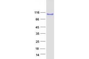 Validation with Western Blot