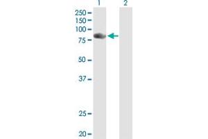 Western Blot analysis of NCKIPSD expression in transfected 293T cell line by NCKIPSD MaxPab polyclonal antibody. (NCKIPSD anticorps  (AA 1-715))
