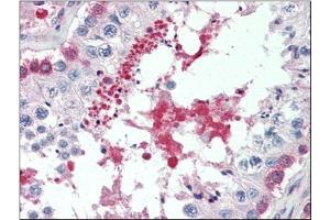 Human Testis (formalin-fixed, paraffin-embedded) stained with SIL1at 5 µg/ml followed by biotinylated anti-goat IgG secondary antibody, alkaline phosphatase-streptavidin and chromogen. (SIL1 anticorps  (C-Term))