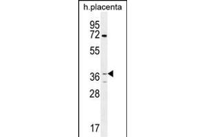OR2AT4 Antibody (C-term) (ABIN655862 and ABIN2845269) western blot analysis in human placenta tissue lysates (35 μg/lane).
