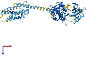 AlphaFold protein structure predicition of Human Recombinant MLKL Protein, UniprotID Q8NB16