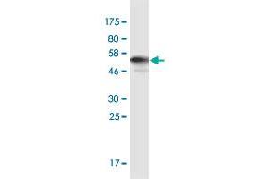 Western Blot detection against Immunogen (59.