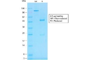 SDS-PAGE Analysis of Purified CD45RB Rabbit Recombinant Monoclonal Antibody (PTPRC/1783R). (Recombinant CD45 anticorps)