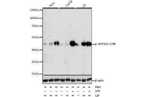 Western blot analysis of extracts of various cell lines, using Phospho-MAP2K1-S298 antibody. (MEK1 anticorps  (pSer298))
