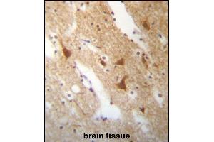 ELAVL3 Antibody (N-term) (ABIN657256 and ABIN2846353) immunohistochemistry analysis in formalin fixed and paraffin embedded human brain tissue followed by peroxidase conjugation of the secondary antibody and DAB staining.