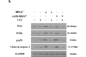 Effects of BDE47 on the production of intracellular ROS and the expression of apoptosis-related proteins in GC-1 cells.