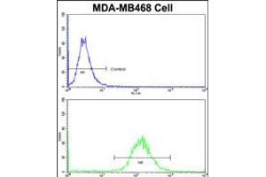 Flow cytometric analysis of MDA-MB468 cells using DFNA5 Antibody (N-term)(bottom histogram) compared to a negative control cell (top histogram)FITC-conjugated goat-anti-rabbit secondary antibodies were used for the analysis.