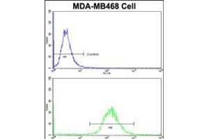 Flow cytometric analysis of MDA-MB468 cells using DFNA5 Antibody (N-term)(bottom histogram) compared to a negative control cell (top histogram)FITC-conjugated goat-anti-rabbit secondary antibodies were used for the analysis. (DFNA5 anticorps  (N-Term))