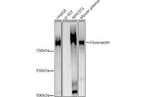 Western blot analysis of extracts of various cell lines, using Fibronectin Rabbit pAb antibody (ABIN7267194) at 1:1000 dilution. (Fibronectin 1 anticorps  (AA 2200-2355))