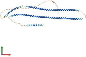 AlphaFold protein structure predicition of Mouse Recombinant Krt25 Protein, UniprotID Q8VCW2
