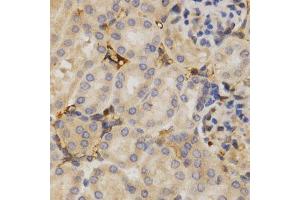 Immunohistochemistry of paraffin-embedded mouse kidney using ELAVL1 Antibody.