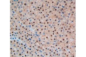 Used in DAB staining on fromalin fixed paraffin- embedded liver tissue