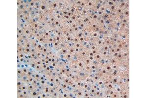 Used in DAB staining on fromalin fixed paraffin- embedded liver tissue (BNP anticorps  (AA 27-134))