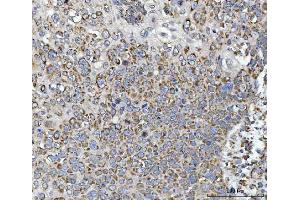 IHC analysis of Calnexin/CANX using anti-Calnexin/CANX antibody (ABIN7602289).
