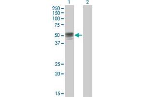 Western Blot analysis of GIF expression in transfected 293T cell line by GIF MaxPab polyclonal antibody.