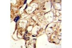 ABCG2 antibody immunohistochemistry analysis in formalin fixed and paraffin embedded human placenta tissue