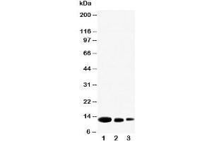 Western blot testing of CXCL9 antibody and Lane 1:  recombinant human protein 10ng;  2: 5ng;  3: 2. (CXCL9 anticorps  (N-Term))