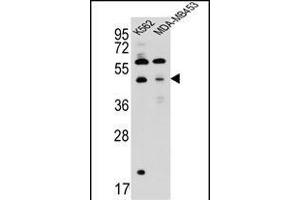 SNX29 Antibody (C-term) (ABIN657262 and ABIN2846357) western blot analysis in K562,MDA-M cell line lysates (35 μg/lane). (SNX29 anticorps  (C-Term))