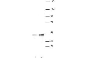 Western blot of SET8 / PR-SET7 antibody. (SETD8 anticorps  (N-Term))